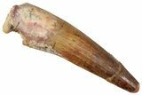 Fossil Spinosaurus Tooth - Real Dinosaur Tooth #357470-1